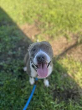 Nova -  Mixed Breed Dog for Adoption in Vero Beach, Florida - Nova | PetCurious
