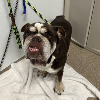 Vienna -  English Bulldog Dog for Adoption in League City, Texas - Vienna | PetCurious