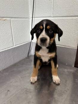 POP -  Labrador Retriever and German Shepherd Dog Dog for Adoption in Corpus Christi, Texas - POP | PetCurious