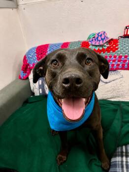 Callie -  Black Labrador Retriever Dog for Adoption - Callie | PetCurious