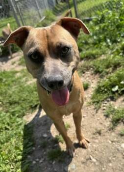 Teddy -  Mixed Breed Dog for Adoption in Harbor Springs, Michigan - Teddy | PetCurious