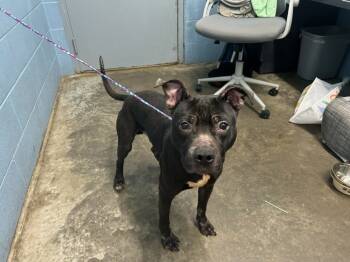 Rescue Pit Bull Terrier Dogs for Adoption in Evansville, Indiana - Rocket | PetCurious