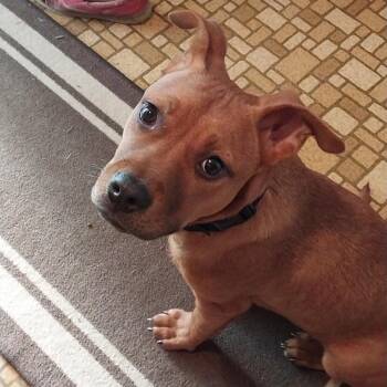 Mixed Breed Dogs Available for Adoption in Avon, Ohio - Ace | PetCurious