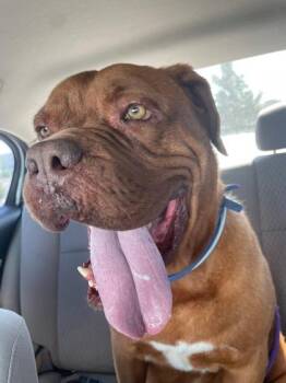 Tootsie Roll -  Dogue De Bordeaux and Mixed Breed Dog for Adoption in Columbus, Indiana - Tootsie Roll | PetCurious