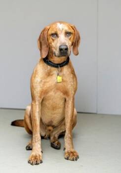 Pupperoni -  Hound Dog for Adoption in Hamilton, Ohio - Pupperoni | PetCurious
