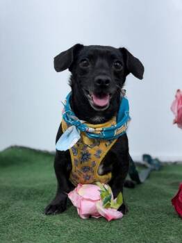 Chihuahua and Mixed Breed Dogs Available for Adoption in Carlsbad, California - Cindy-One Of Our Amazing Rescue Dogs | PetCurious