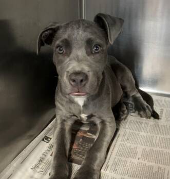 Woody -  Mixed Breed Dog for Adoption in Parma, Ohio - Woody | PetCurious