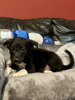 Zion -  Border Collie and Shepherd Dog for Adoption in Milton, Georgia - Zion | PetCurious