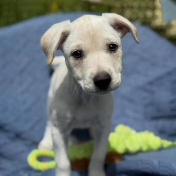 Spaniel and Terrier Dogs Available for Adoption in San Diego, California - Cheers Pup - Carla | PetCurious