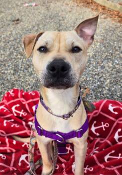 Labrador Retriever and German Shepherd Dog Dogs Available for Adoption - Ricky | PetCurious