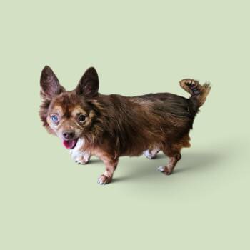 Miles -  Chihuahua Dog for Adoption in Chesnee, South Carolina - Miles | PetCurious