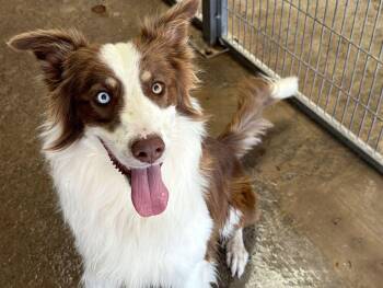 Cassius -  Border Collie Dog for Adoption in Canutillo, Texas - Cassius | PetCurious