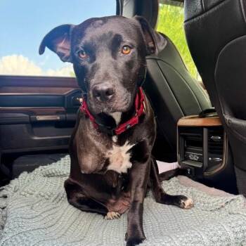 Black Labrador Retriever and Staffordshire Bull Terrier Dogs Available for Adoption in Friendswood, Texas - Anna Frozen Belle | PetCurious