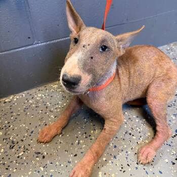 Stephanie -  Bull Terrier Dog for Adoption in Tuscaloosa, Alabama - Stephanie | PetCurious