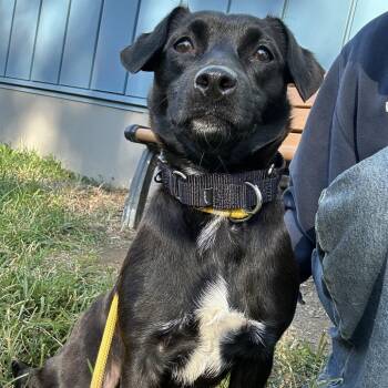 Oreo Stuffy -  Mixed Breed Dog for Adoption in Philadelphia, Pennsylvania - Oreo Stuffy | PetCurious