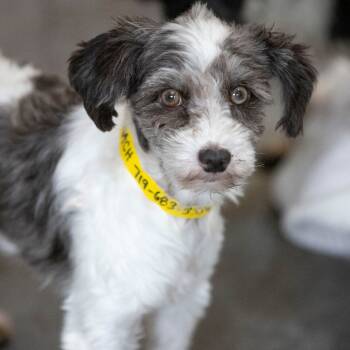 Rescue Schnauzer Dogs for Adoption in Peyton, Colorado - Spinach (JN25-514) | PetCurious