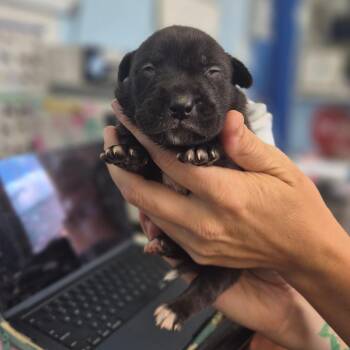 McDouble -  Labrador Retriever Dog for Adoption in Wahiawa, Hawaii - McDouble | PetCurious