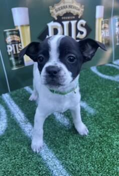 Chihuahua Dogs Available for Adoption - Finn | PetCurious