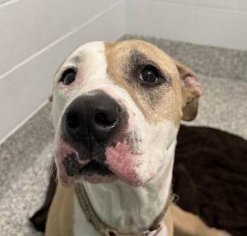 Cora -  Pit Bull Terrier Dog for Adoption in Golden, Colorado - Cora | PetCurious