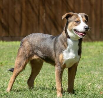 Miller -  Hound Dog for Adoption in Houston, Texas - Miller | PetCurious