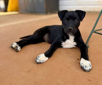 Rescue Terrier Dogs for Adoption in Greenville, South Carolina - Drizella | PetCurious
