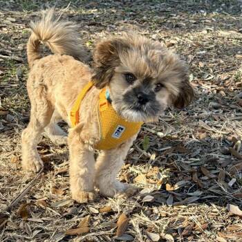Shih Tzu and Mixed Breed Dogs Available for Adoption - Lobo | PetCurious