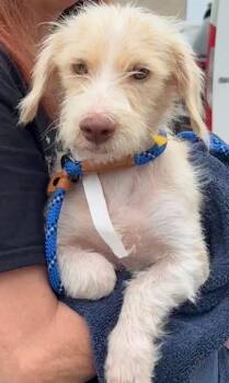 Fifi -  Terrier Dog for Adoption - Fifi | PetCurious
