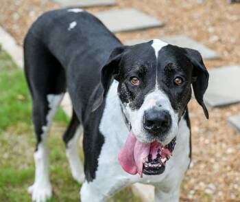 Sampson -  Great Dane Dog for Adoption in Chattanooga, Tennessee - Sampson | PetCurious