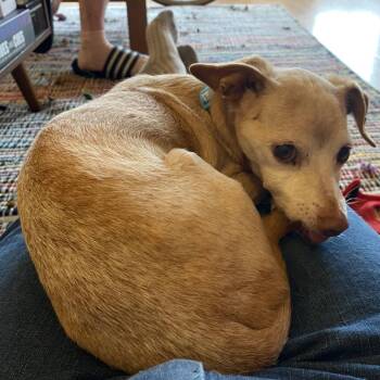 Big Country 14531 -  Chihuahua Dog for Adoption in San Francisco, California - Big Country 14531 | PetCurious