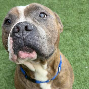 Monster Mash -  Pit Bull Terrier Dog for Adoption in Matteson, Illinois - Monster Mash | PetCurious