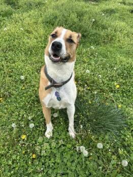 Terrier and Mixed Breed Dogs Available for Adoption in Osage Beach, Missouri - Mia | PetCurious