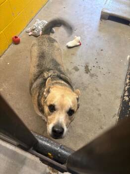 Sammy (Axel) -  Mixed Breed Dog for Adoption in Murray, Kentucky - Sammy (Axel) | PetCurious