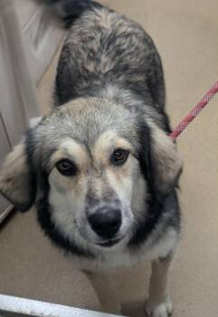 Rescue English Shepherd Dogs for Adoption in Waverly, Tennessee - ANNIE | PetCurious