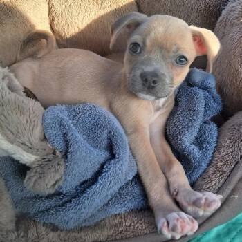 Rabbit -  Terrier and Mixed Breed Dog for Adoption in San Antonio, Texas - Rabbit | PetCurious