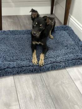 Rescue Terrier Dogs for Adoption in San Antonio, Texas - VENUS | PetCurious