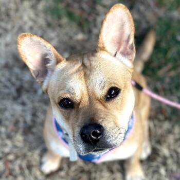 French Bulldog Dogs Available for Adoption - Evie | PetCurious