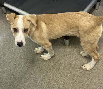 Harley 4 months AVAILABLE 6/17 -  Labrador Retriever Dog for Adoption in Sterling, Massachusetts - Harley 4 Months AVAILABLE 6/17 | PetCurious