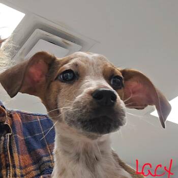Lacy -  Mixed Breed Dog for Adoption in Madisonville, Tennessee - Lacy | PetCurious