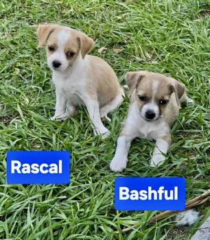 Rascal & Bashful -  Terrier Dog for Adoption in New Smyrna Beach, Florida - Rascal & Bashful | PetCurious