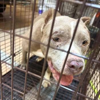 Mochi -  Mixed Breed Dog for Adoption in Gadsden, Alabama - Mochi | PetCurious