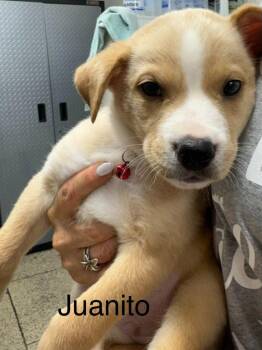 Juanito -  American Staffordshire Terrier and Husky Dog for Adoption in St. George, Utah - Juanito | PetCurious