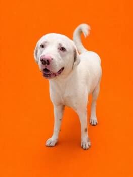 ORION -  Labrador Retriever Dog for Adoption in Doral, Florida - ORION | PetCurious