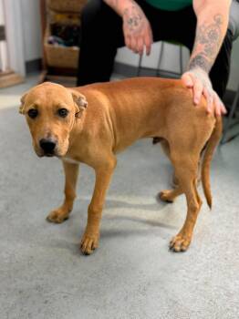 Dukey -  Mixed Breed Dog for Adoption in Leitchfield, Kentucky - Dukey | PetCurious