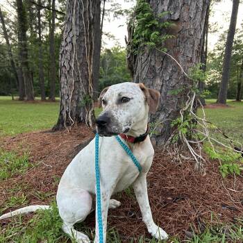 Pointer and Labrador Retriever Dogs Available for Adoption in South Houston, Texas - Cody | PetCurious