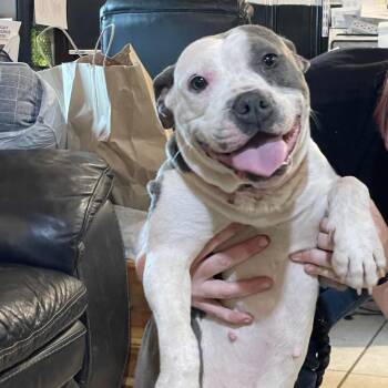 Andy CAN -  Mixed Breed Dog for Adoption in Savannah, Georgia - Andy CAN | PetCurious