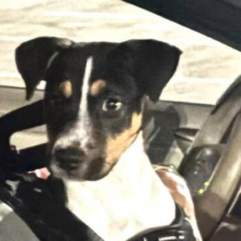 Morna -  Mixed Breed Dog for Adoption in Fredericksburg, Virginia - Morna | PetCurious