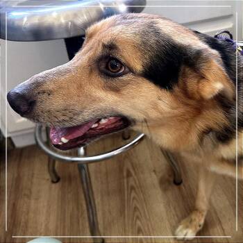 Kaine -  Australian Shepherd and Mixed Breed Dog for Adoption in Chapel Hill, North Carolina - Kaine | PetCurious