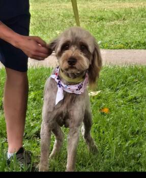 Sally cs -  Poodle and Terrier Dog for Adoption in Columbia, Maryland - Sally Cs | PetCurious