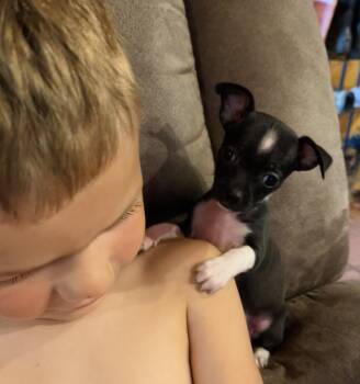 Mimi -  Chihuahua and Boston Terrier Dog for Adoption in Winter, Wisconsin - Mimi | PetCurious