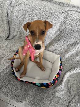 Beagle and Italian Greyhound Dogs Available for Adoption - Samantha | PetCurious